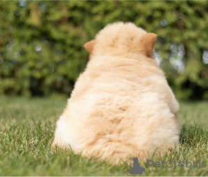 Foto №1. chow-chow - zum Verkauf in der Stadt Rapid City | Frei | Ankündigung № 110092