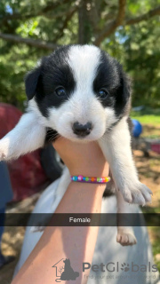 Foto №1. border collie - zum Verkauf in der Stadt Iowa City | 379€ | Ankündigung № 111393