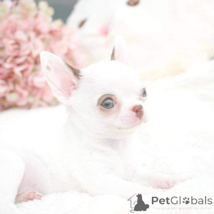 Foto №2 zu Ankündigung № 163032 zu verkaufen  - einkaufen Israel 