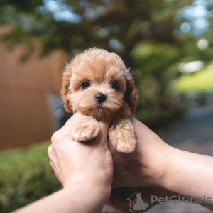 Foto №1. english cocker spaniel, pudel (toy) - zum Verkauf in der Stadt Paris | verhandelt | Ankündigung № 85565