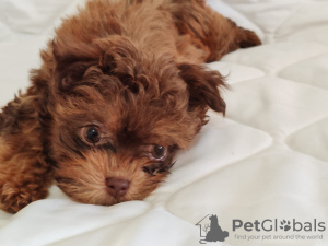 Foto №4. Ich werde verkaufen bolonka zwetna in der Stadt Belgrad. züchter - preis - verhandelt