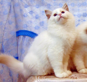 Foto №3. Ragdoll-Kätzchen sind seltene und sehr ungewöhnliche Typen. Günstig verkauft. Russische Föderation