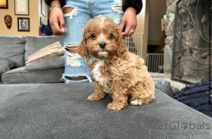 Foto №3. Entzückende Cockapoo-Welpen zu verkaufen. Deutschland