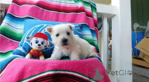 Foto №1. west highland white terrier - zum Verkauf in der Stadt Seydispjordur | verhandelt | Ankündigung № 169608