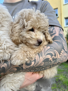 Foto №4. Ich werde verkaufen maltipu in der Stadt Bremen.  - preis - 1800€