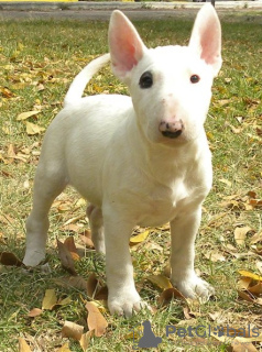 Foto №1. bullterrier - zum Verkauf in der Stadt Дублин | Frei | Ankündigung № 124157