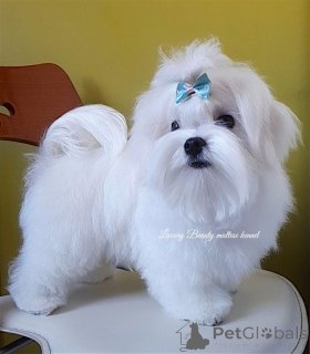 Foto №4. Ich werde verkaufen malteser in der Stadt Kiew. vom kindergarten - preis - 775€