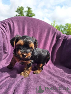 Foto №2 zu Ankündigung № 103829 zu verkaufen yorkshire terrier - einkaufen Serbien 