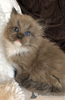 Foto №4. Ich werde verkaufen ragdoll-katze in der Stadt Berlin. quotient 	ankündigung - preis - verhandelt