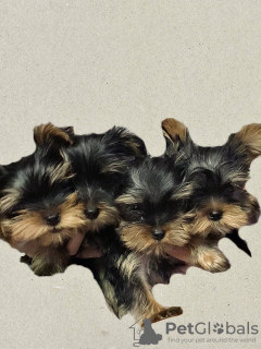 Foto №2 zu Ankündigung № 63800 zu verkaufen yorkshire terrier - einkaufen Georgien quotient 	ankündigung