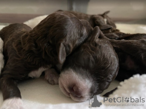 Foto №2 zu Ankündigung № 121573 zu verkaufen lagotto romagnolo - einkaufen Kroatien züchter