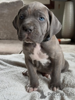 Foto №1. cane corso italiano - zum Verkauf in der Stadt Noordwijk | verhandelt | Ankündigung № 161247