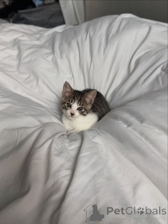 Foto №2 zu Ankündigung № 146728 zu verkaufen hauskatze - einkaufen USA quotient 	ankündigung, züchter