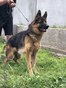 Foto №2 zu Ankündigung № 139198 zu verkaufen deutscher schäferhund - einkaufen Serbien 