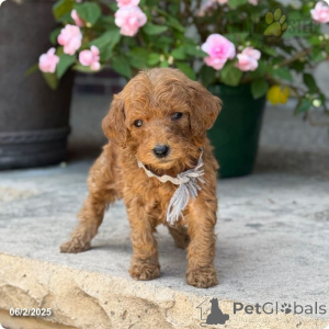 Foto №4. Ich werde verkaufen pudel (royal) in der Stadt Indiana. quotient 	ankündigung - preis - 3188€