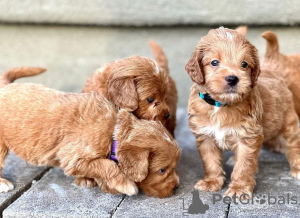 Foto №1.  - zum Verkauf in der Stadt Al Jahra | verhandelt | Ankündigung № 31536