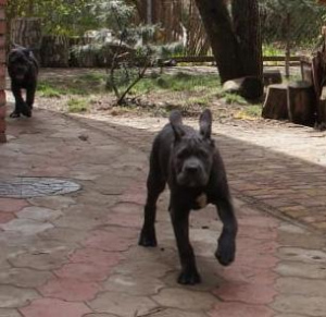 Zusätzliche Fotos: Cane Corso Welpen zu verkaufen