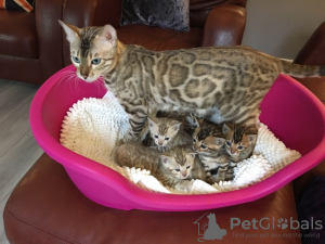 Foto №3. 3 Bengalkatzen-Kätzchen zur Adoption in Deutschland. Deutschland