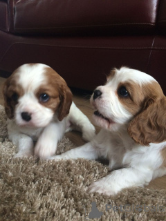 Foto №1. cavalier king charles spaniel - zum Verkauf in der Stadt Algeremiten | 350€ | Ankündigung № 107019