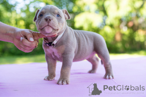 Foto №2 zu Ankündigung № 144517 zu verkaufen mischlingshund - einkaufen Estland 