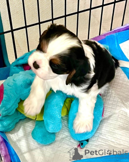 Foto №1. cavalier king charles spaniel - zum Verkauf in der Stadt Berlin | 100€ | Ankündigung № 100242