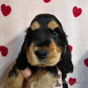 Foto №3. Jetzt zur Abholung und zum Versand bereit. Finnland