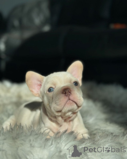 Foto №2 zu Ankündigung № 150635 zu verkaufen französische bulldogge - einkaufen Deutschland aus dem tierheim, züchter