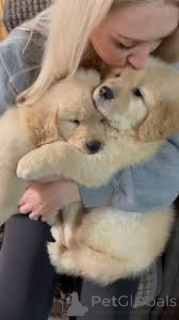 Foto №2 zu Ankündigung № 162432 zu verkaufen golden retriever - einkaufen Niederlande quotient 	ankündigung, züchter