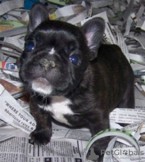 Foto №1. französische bulldogge - zum Verkauf in der Stadt Gżira | Frei | Ankündigung № 93356