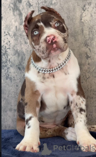 Foto №2 zu Ankündigung № 155092 zu verkaufen cane corso italiano - einkaufen Luxemburg züchter