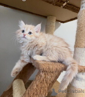 Foto №4. Ich werde verkaufen sibirische katze in der Stadt Deventer. züchter - preis - verhandelt