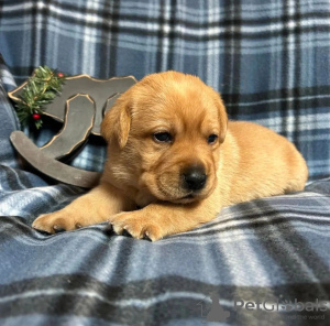 Foto №1. labrador retriever - zum Verkauf in der Stadt Karlovy Vary | verhandelt | Ankündigung № 111759