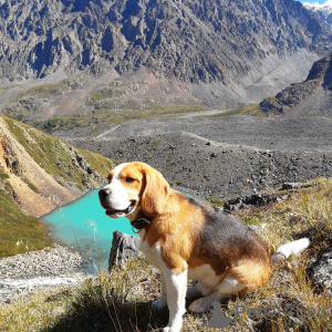 Foto №1. Paarung Service - züchten: beagle. Preis - verhandelt