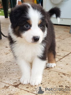 Foto №1. australian shepherd - zum Verkauf in der Stadt Marseille | verhandelt | Ankündigung № 91518