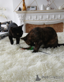 Foto №1. bombay-katze - zum Verkauf in der Stadt Alken | 350€ | Ankündigung № 151626