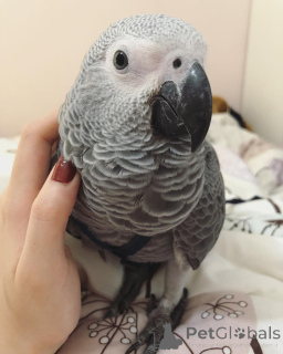 Foto №1. australian cattle dog, australian shepherd, australian terrier, broholmer, parson russell terrier - zum Verkauf in der Stadt Alabama | verhandelt | Ankündigung № 145245