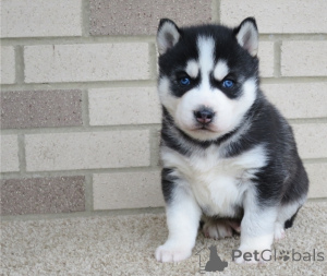 Foto №1. siberian husky - zum Verkauf in der Stadt Larnaca | verhandelt | Ankündigung № 178017