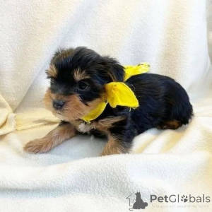 Foto №4. Ich werde verkaufen yorkshire terrier in der Stadt Berlin. quotient 	ankündigung, aus dem tierheim - preis - 550€