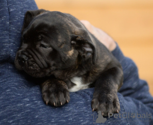 Foto №1. bullmastiff - zum Verkauf in der Stadt Venlo | 1500€ | Ankündigung № 88633