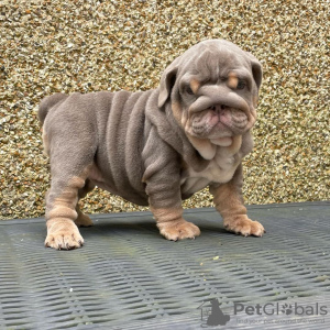 Foto №1. englische bulldogge - zum Verkauf in der Stadt Berlin | Frei | Ankündigung № 125096