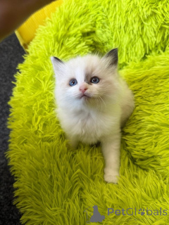 Foto №1. ragdoll-katze - zum Verkauf in der Stadt Paris | 350€ | Ankündigung № 160571