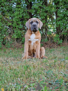 Foto №4. Ich werde verkaufen cane corso italiano in der Stadt Michów. züchter - preis - 1000€