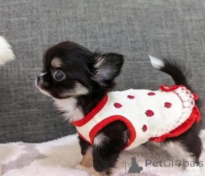 Foto №3. Këlyshë të adhurueshëm chihuahua në shitje. Finnland