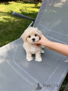 Foto №1. malteser - zum Verkauf in der Stadt Helsinki | 550€ | Ankündigung № 163771