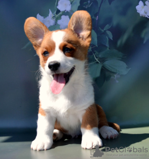 Foto №2 zu Ankündigung № 54516 zu verkaufen welsh corgi - einkaufen Russische Föderation vom kindergarten