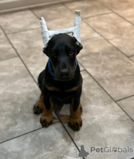 Foto №1. dobermann - zum Verkauf in der Stadt Leverkusen | verhandelt | Ankündigung № 166548