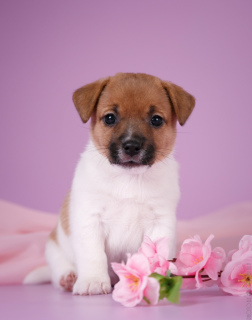 Foto №2 zu Ankündigung № 2826 zu verkaufen jack russell terrier - einkaufen Russische Föderation züchter