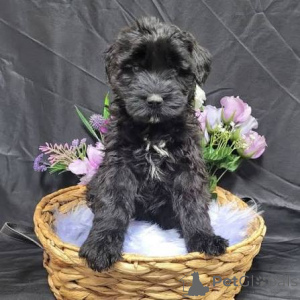 Foto №1. schnauzer - zum Verkauf in der Stadt Belfast | verhandelt | Ankündigung № 173100