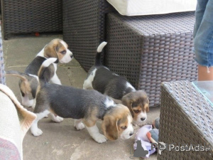 Foto №2 zu Ankündigung № 149618 zu verkaufen beagle - einkaufen Deutschland quotient 	ankündigung