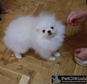 Foto №3. Reinrassige Boo Pomeranian Welpen. Serbien